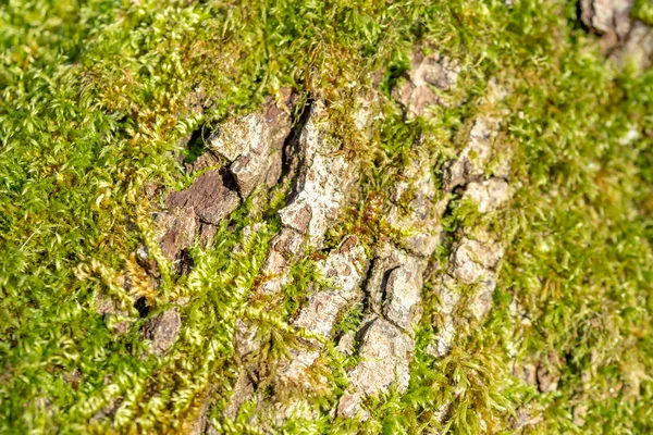 Closeup Yeşil Yosun Doku Ile Ahşap Dokulu Arka Plan Üzerinde — Stok fotoğraf