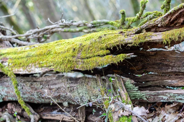 closeup moss ile bir ormandaki yaşlı çürümüş ahşap üzerine