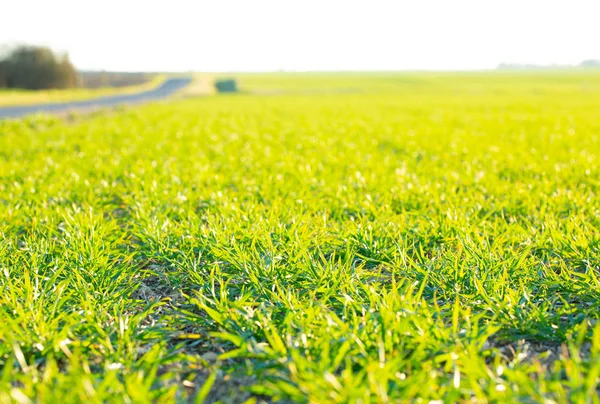 Close Campo Agrícola Verde Exuberante Com Faixas Trator — Fotografia de Stock