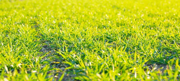 Primer Plano Exuberante Campo Agrícola Verde — Foto de Stock