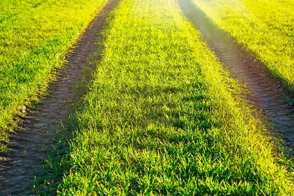 Крупный План Пышном Зеленом Сельскохозяйственном Поле Тракторными Дорожками — стоковое фото