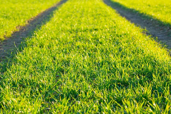 Closeup Lush Green Agricultural Field Tractor Tracks — Stock Photo, Image