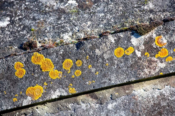 Nahaufnahme Auf Schönen Verschwommenen Grauen Betonwänden Mit Gelbem Pilzflechtenmuster — Stockfoto