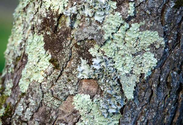 closeup yeşil yosun doku ile ahşap dokulu arka plan üzerinde