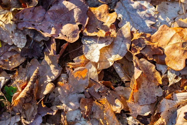 Kahverengi renk tonları yaprakları kuru. Yakın çekim doğal arka plan
