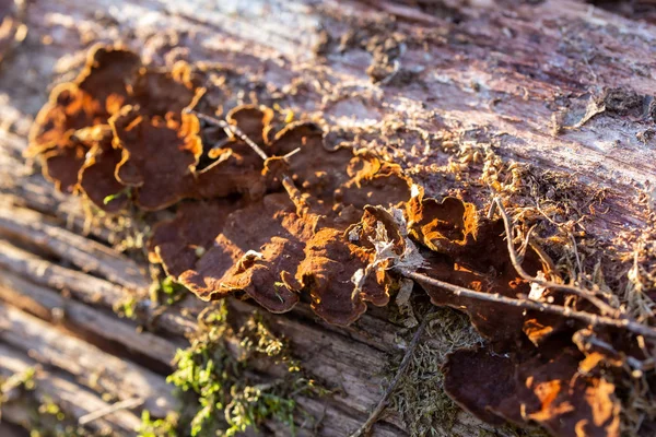 Detailní Záběr Sušenou Kůru Pokryté Houby Lese — Stock fotografie