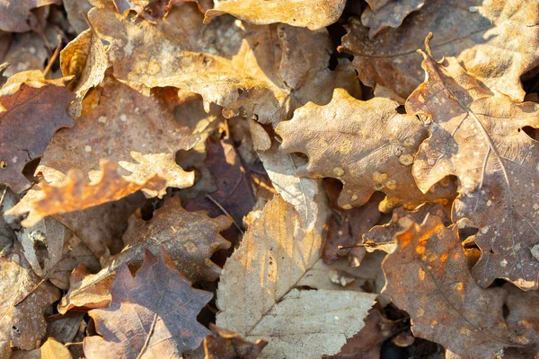 Kahverengi Renk Tonları Yaprakları Kuru Yakın Çekim Doğal Arka Plan — Stok fotoğraf