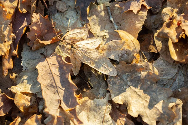 Dry leaves shades of brown colors. Close-up natural Background