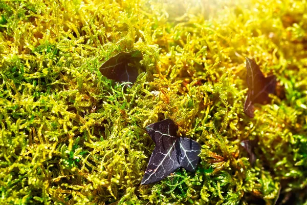 Nahaufnahme Auf Grünem Moos Mit Einem Wilden Efeu Trieb — Stockfoto