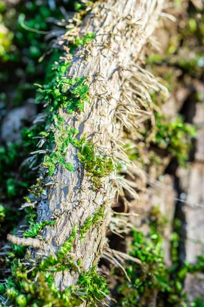 Closeup Moss Ile Bir Ormandaki Yaşlı Çürümüş Ahşap Üzerine — Stok fotoğraf