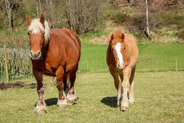 Horses walking in paddock on farm — Stock Photo, Image