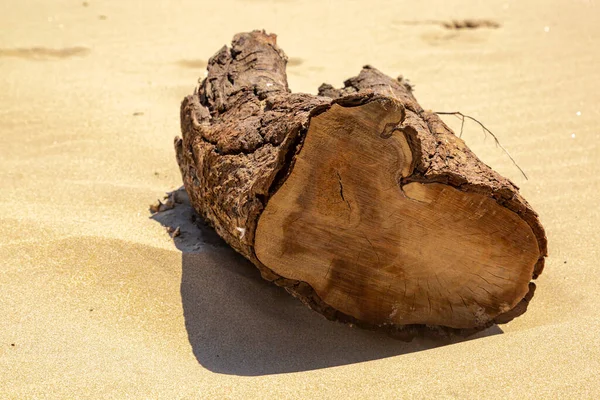 Träd Eller Stammar Döda Träd Stranden Vid Havet — Stockfoto