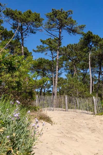 Hinder Erosion Staket Och Sjögräs Bevara Sanddyner Frankrike Atlantisk Kostnad — Stockfoto