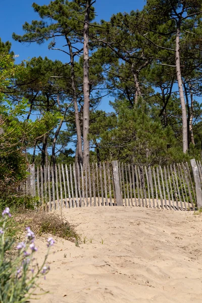 Hinder Erosion Staket Och Sjögräs Bevara Sanddyner Frankrike Atlantisk Kostnad — Stockfoto