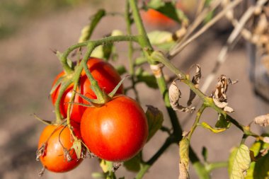Bitkinin üzerindeki taze kırmızı domatesleri kapatın.