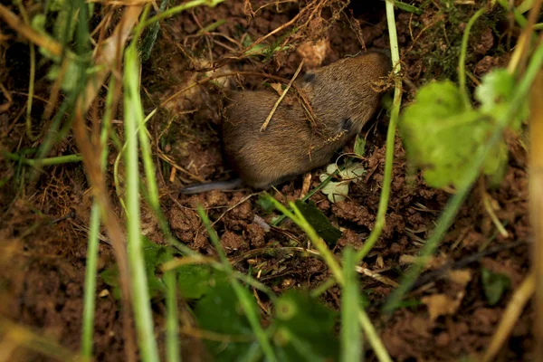 Une Petite Souris Aveugle Dans Terrier Dans Son Habitat Naturel — Photo