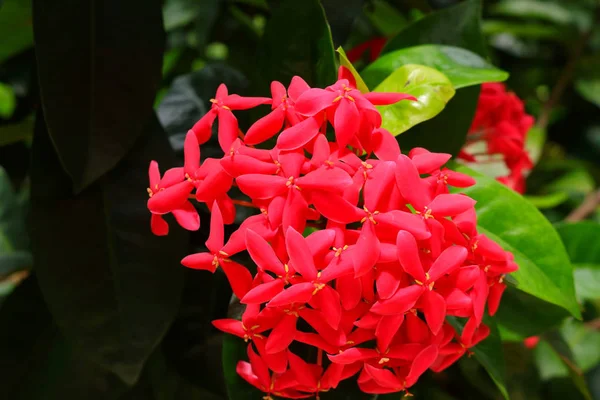 Bonita Imagen Flores Espiga Rosa Ixora —  Fotos de Stock
