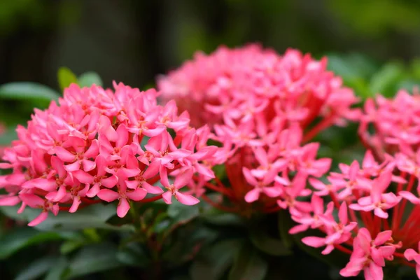 Belas Flores Rosa Spike Ixora Jardim — Fotografia de Stock