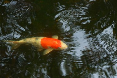 portre resmi güzel sazan balık yüzme dairesel dalga ile koyu yeşil su