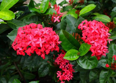 spike blooming pembe çiçekler veya mahs güneş günü bahçede portre resmini