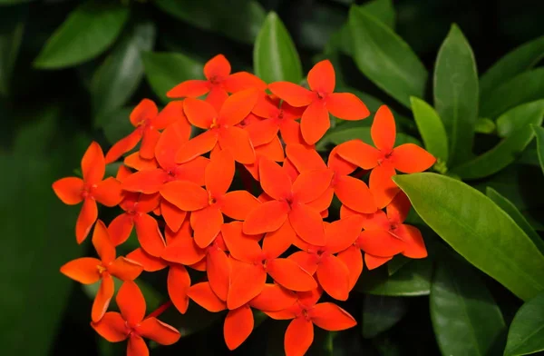 Primer Plano Flores Espiga Naranja Flor Ixora Jardín —  Fotos de Stock