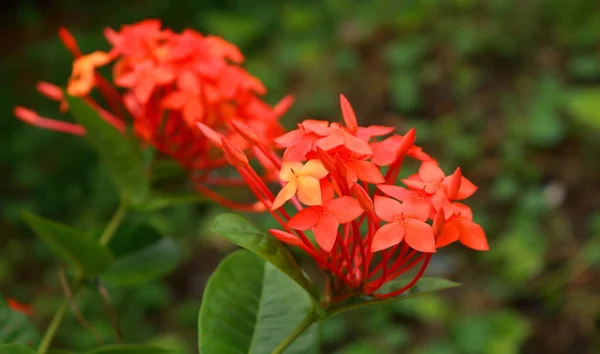 Close Foto Flores Espiga Laranja Ixora Jardim — Fotografia de Stock