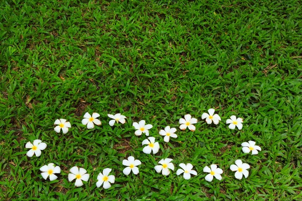 fallen white plumeria flowers arranged in infinity symbol on grass meadow