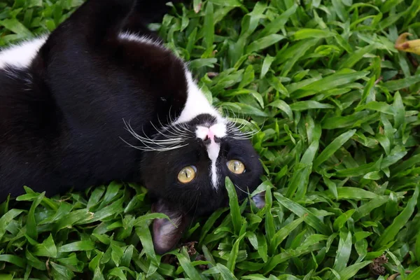 Крупный План Изображения Милой Черно Белой Кошки Лежащей Травяном Лугу — стоковое фото