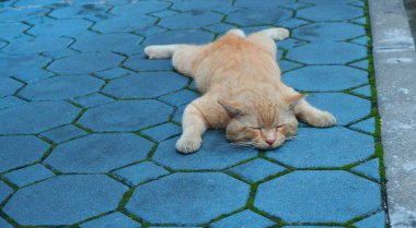 Merhaba, benim adım taklitçi, bir köpek gibi uyku severim