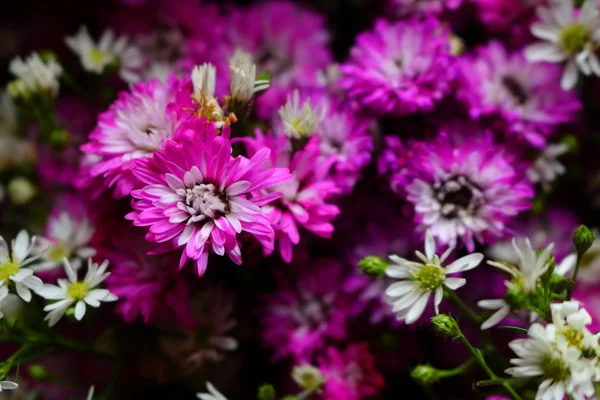 arka plan bulanık ile güzel pembe çiçekler closeup
