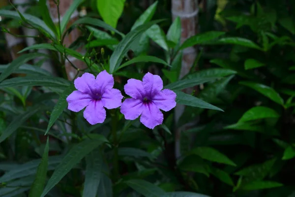 Dubbelrum Pandanus Blommor Blommar Trädgården — Stockfoto