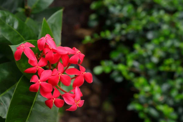 Nahaufnahme Von Rosa Blüten Oder Ixora Die Garten Blühen — Stockfoto