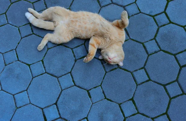 a ginger cat lying on its back on pavement pretending to be dead