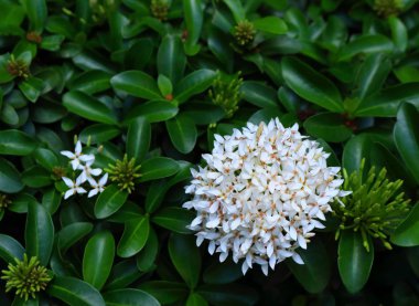 spike blooming beyaz çiçekler veya mahs bahçesinde closeup