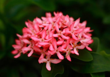Pembe ixora çiçek