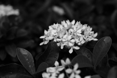 Çiçek açan beyaz ixora, tek renkli