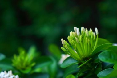 Çiçeklenme için hazır