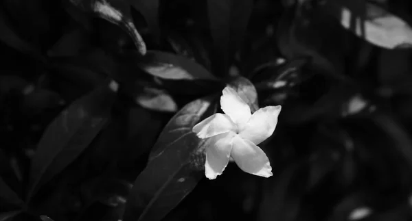 Gardénia blanche sous la lumière du soleil — Photo