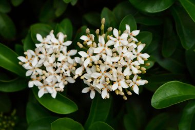 White ixora blooming
