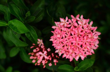 Pembe Ixora tam Bloom