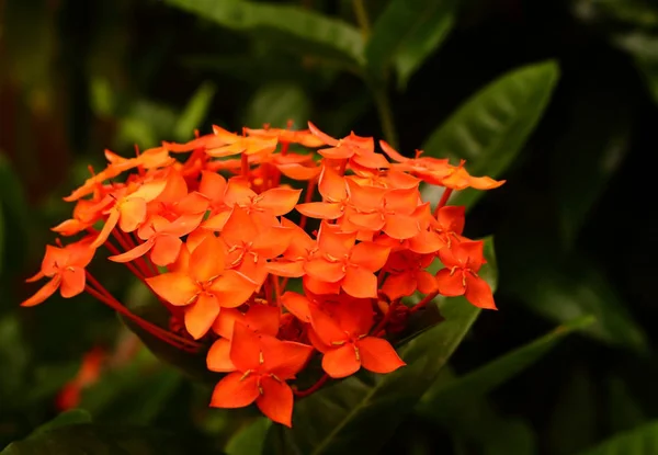 Ixora naranja en plena floración —  Fotos de Stock