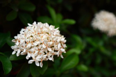 Çiçekaçan beyaz ixora