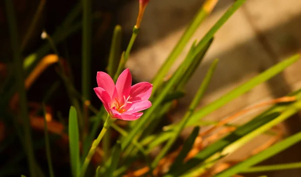 Цветок под солнечным светом — стоковое фото