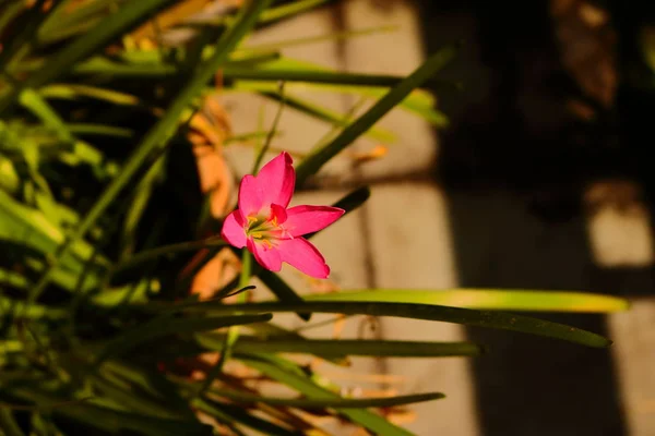 Один цветок под солнцем — стоковое фото