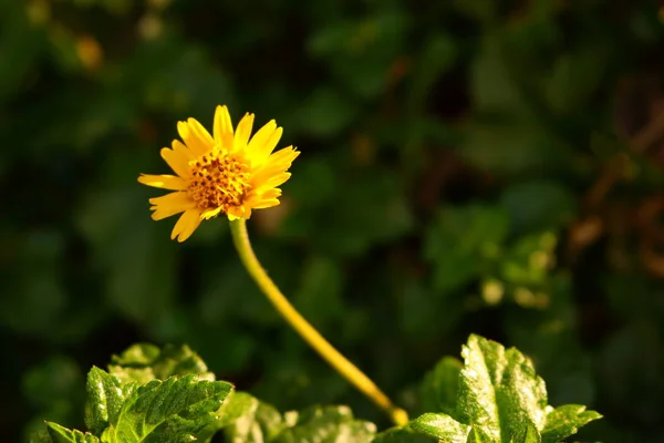 Одинокий ползучий цветок — стоковое фото