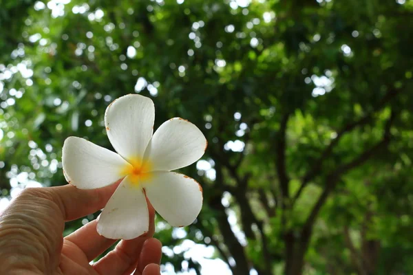 手に落ちたプルメリアの花 — ストック写真