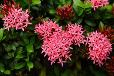Pembe Ixora tam Bloom
