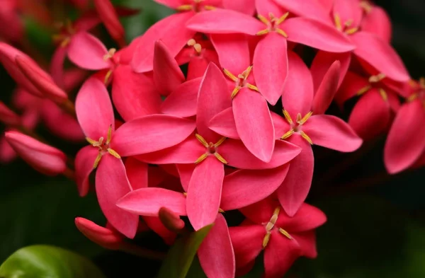 Flor de ixora rosa — Fotografia de Stock