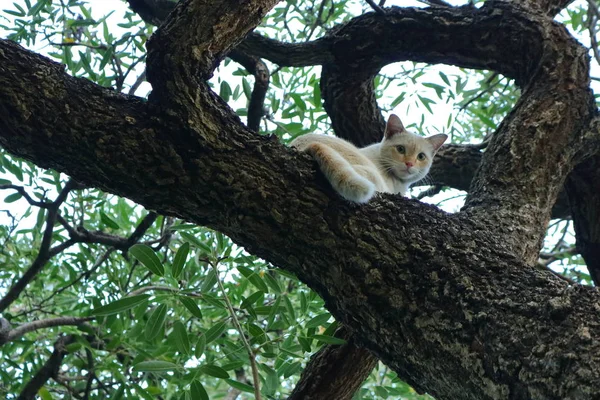 Sıkıysa yakala beni 