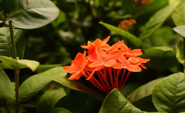 Güzel turuncu ixora — Stok fotoğraf
